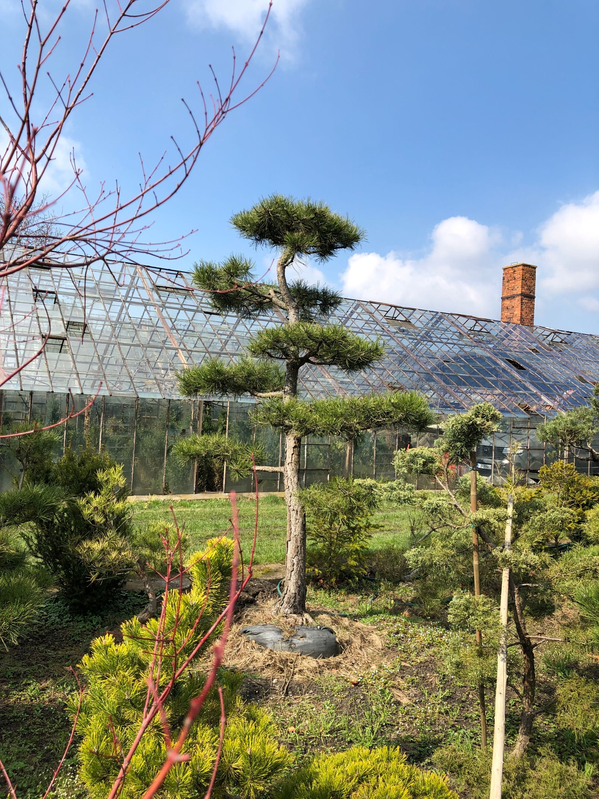 Bonsai ,jałowiec , sosna formowane