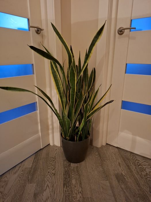 Вазони  заміокулькас шефлера фікус Бенджаміна лот