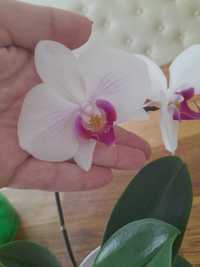 Орхідея, рослина