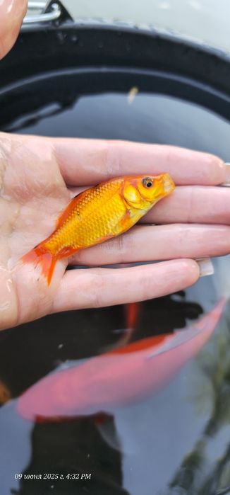 Продам золотих рибок