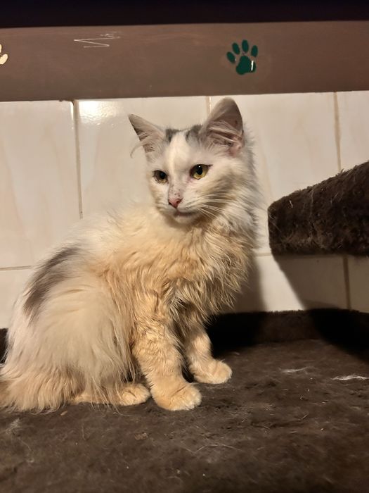 Księżna szuka domu