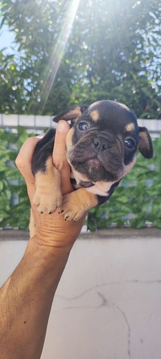 Bulldog francês fêmea black tan