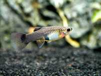 Casais Guppys blue moscov