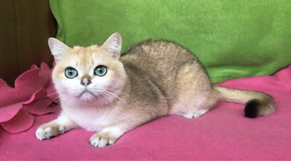 Золотая шиншилла. Девочка.
