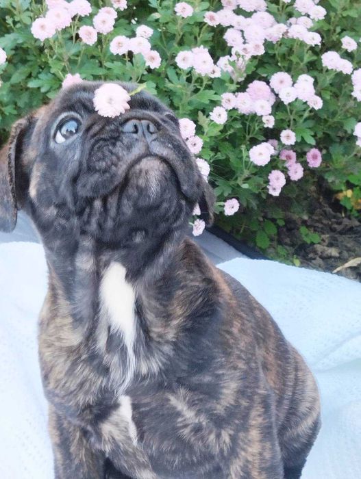 Французький бульдог