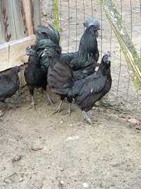 Ayam cemani jajka lęgowe