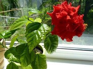 Гібіскус червоний