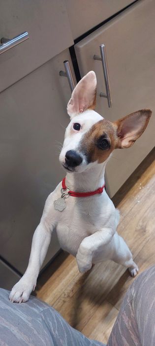 Джек Рассел терьер отдам бесплатно