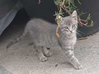 Gatinhos para adopção