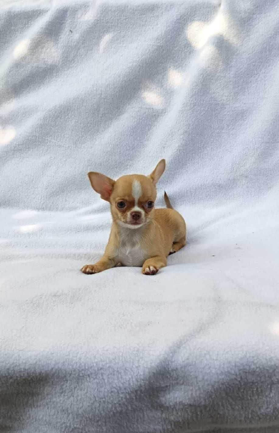 Chihuahua suczka