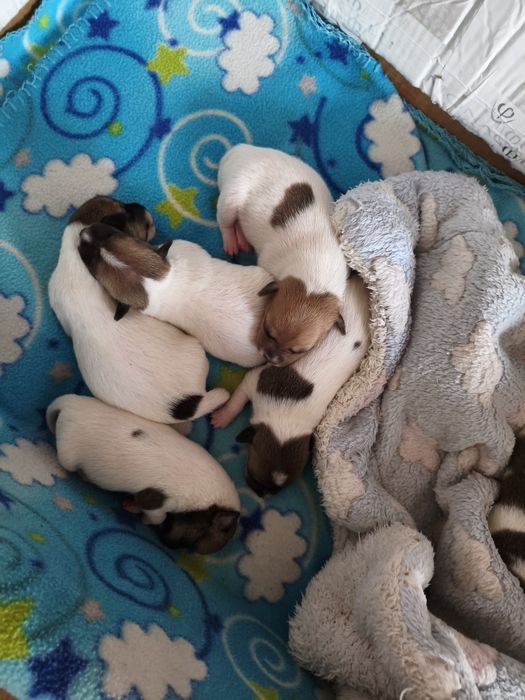 Джек-рассел-тер'єр