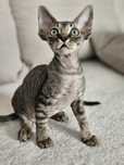 Kocurek Cookie Devon Rex