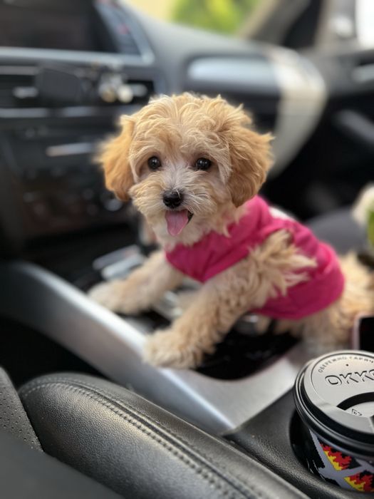 VIP мальтипу чіп паспорт