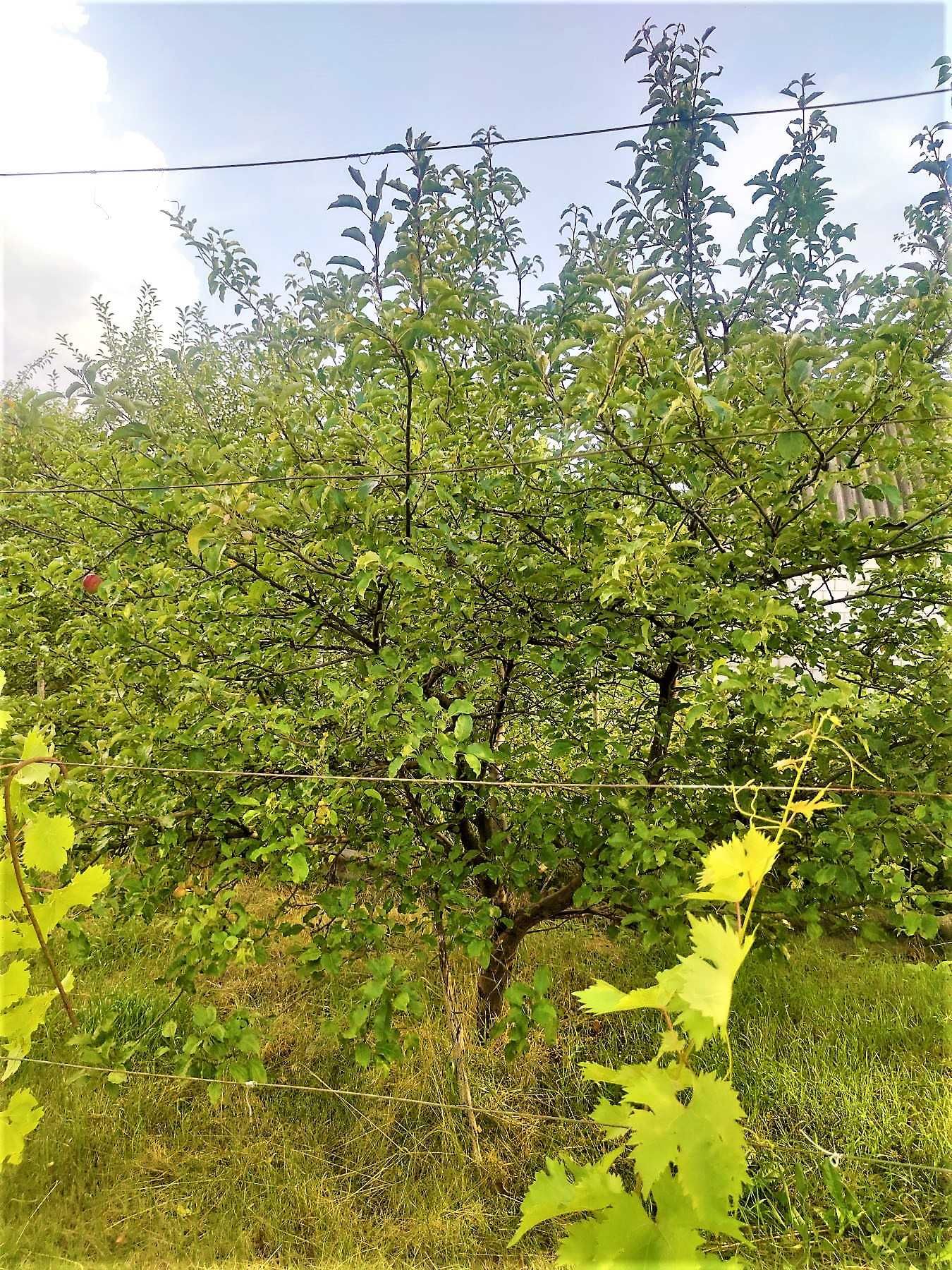 Продам земельну ділянку в с. Коротич (світло, вода, фундамент)