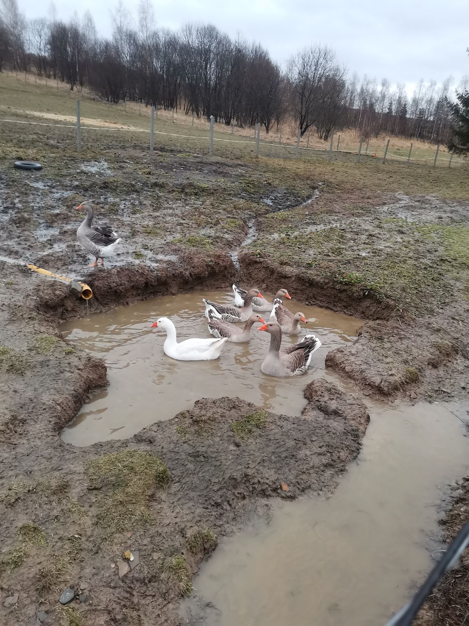 Jaja lęgowe gęsi Landes   i mix wysokie zalężenie!!