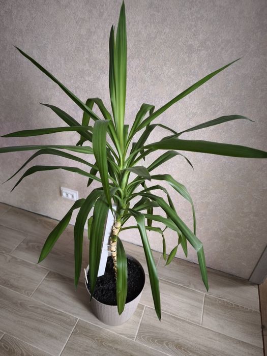 Пальма юкка вазон в горшку