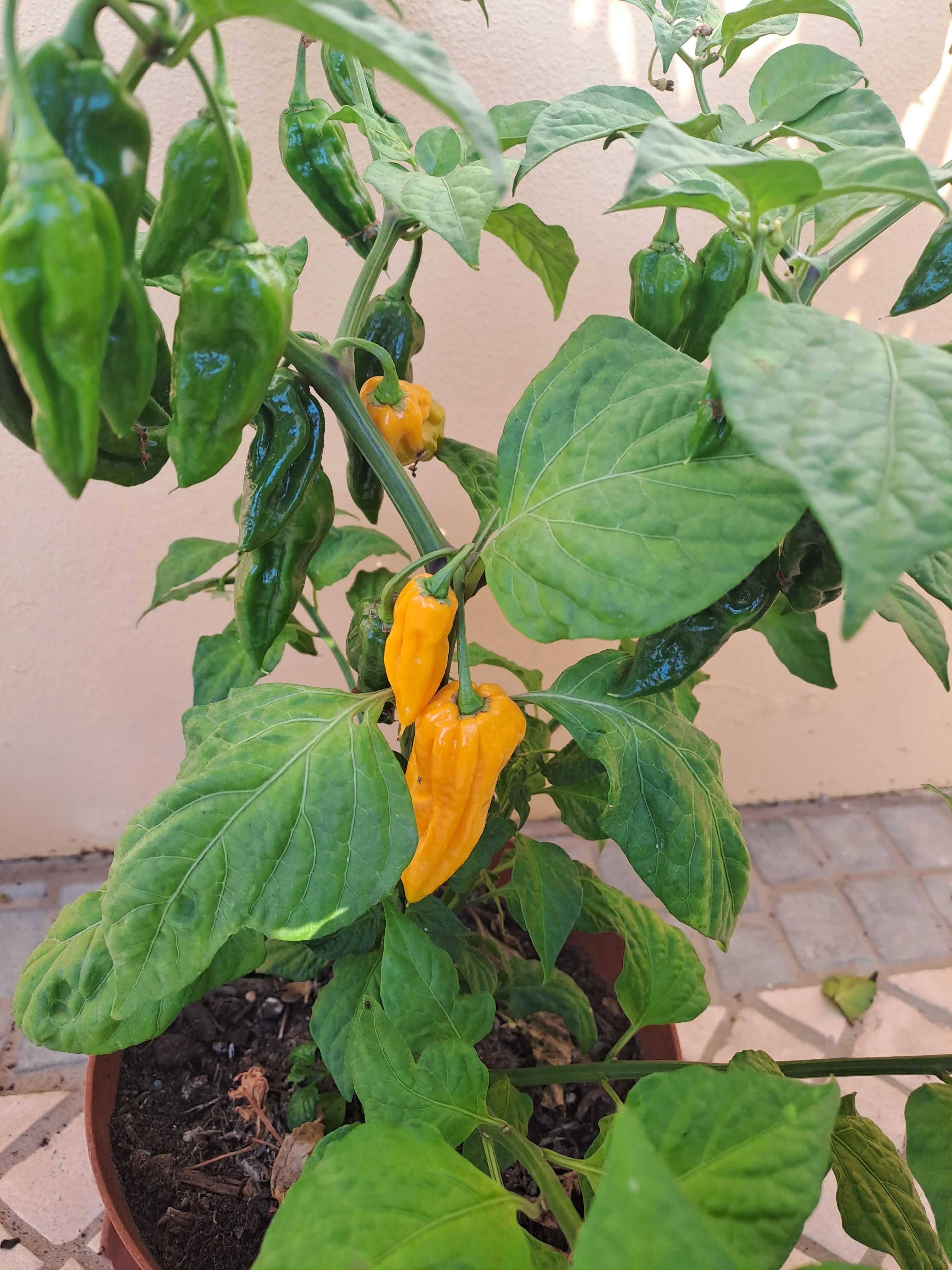 Bhut Jolokia (Ghost pepper)  Amarela