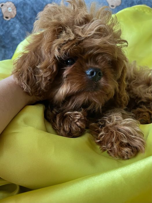 Невероятно красивый мальчик мальтипу, Кавапу