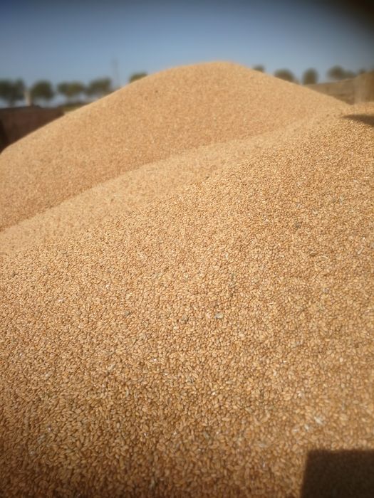 Sprzedam Pszenice Pierwszy rok po centrali oczyszczona odmiana Euforia