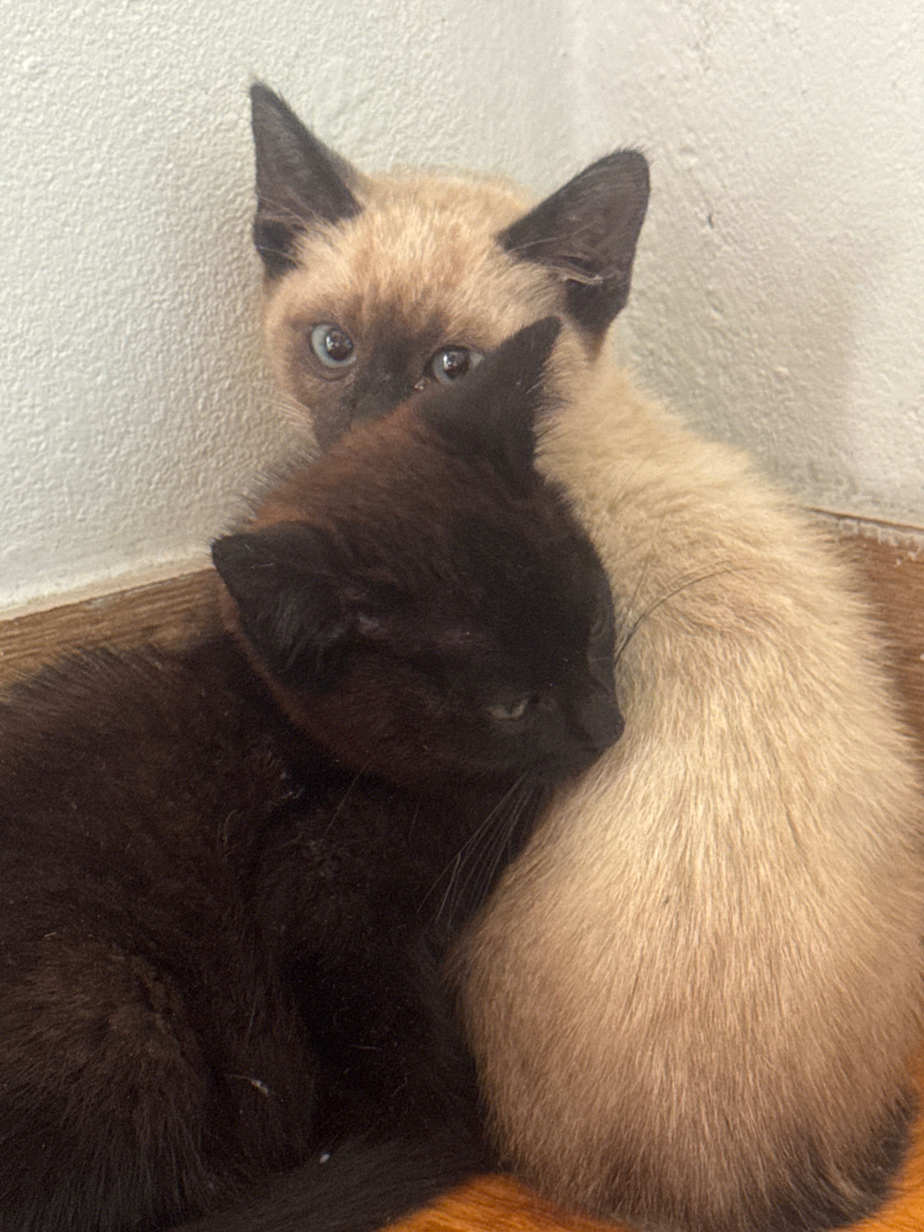 Gatinhos bebés para adoção