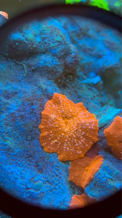 Miękkie koralowce discosoma i ricordea