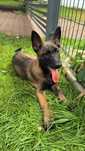 Owczarek belgijski malinois