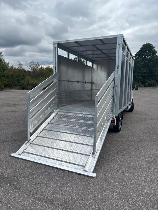 Renault master do przewozu zwierząt bydła