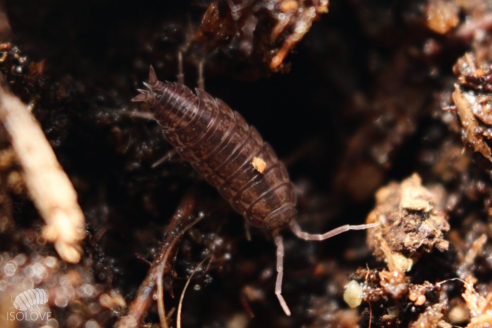 Porcellionides sexfasciatus, równonogi, isopoda, ekipa sprzątająca