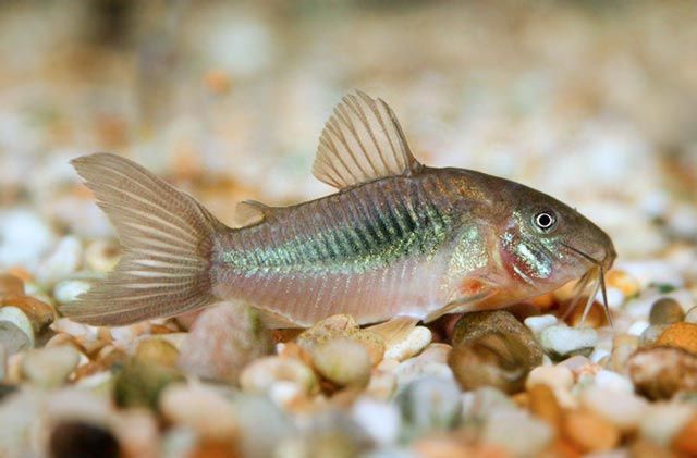 GB Kirysek spiżowy, kirysek metaliczny (Corydoras aeneus)