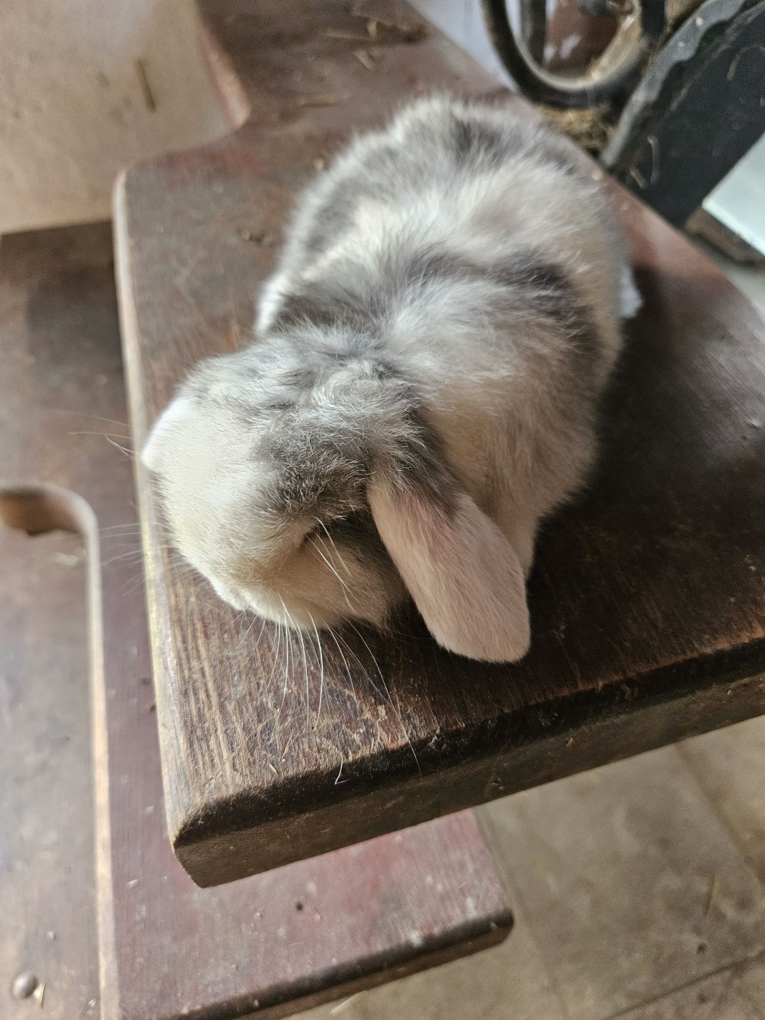 Króliczek Baranek Mini Lop