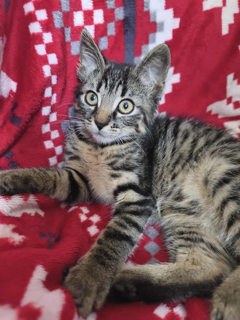 Kot kotek kotka do adopcji