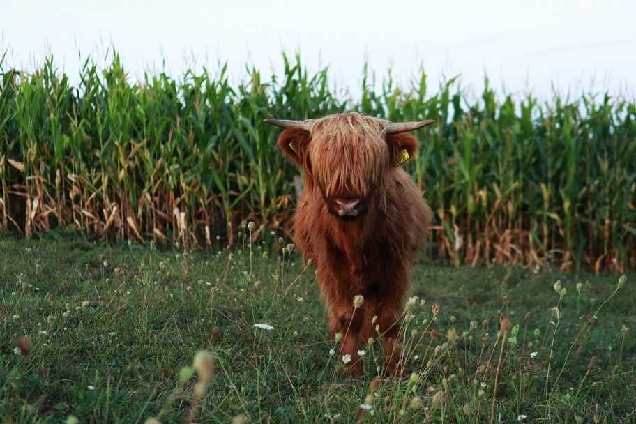 Byk Highland Cattle byczkii piękne zadbane