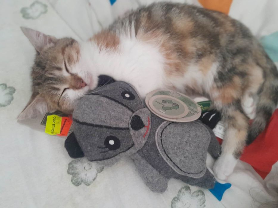 Кошеня. Кіт. Киця