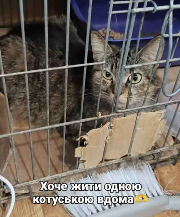 Кішка шукає дім з притулку