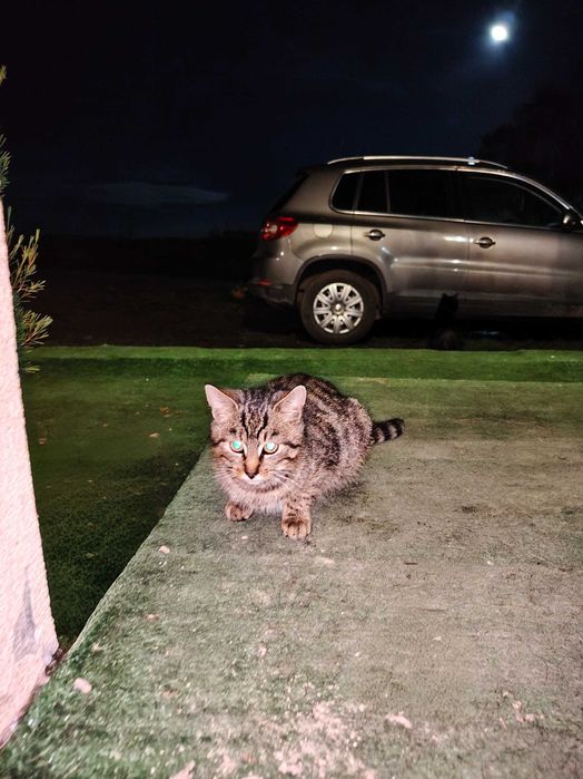 Kotka i kocur do oddaną za DARMO