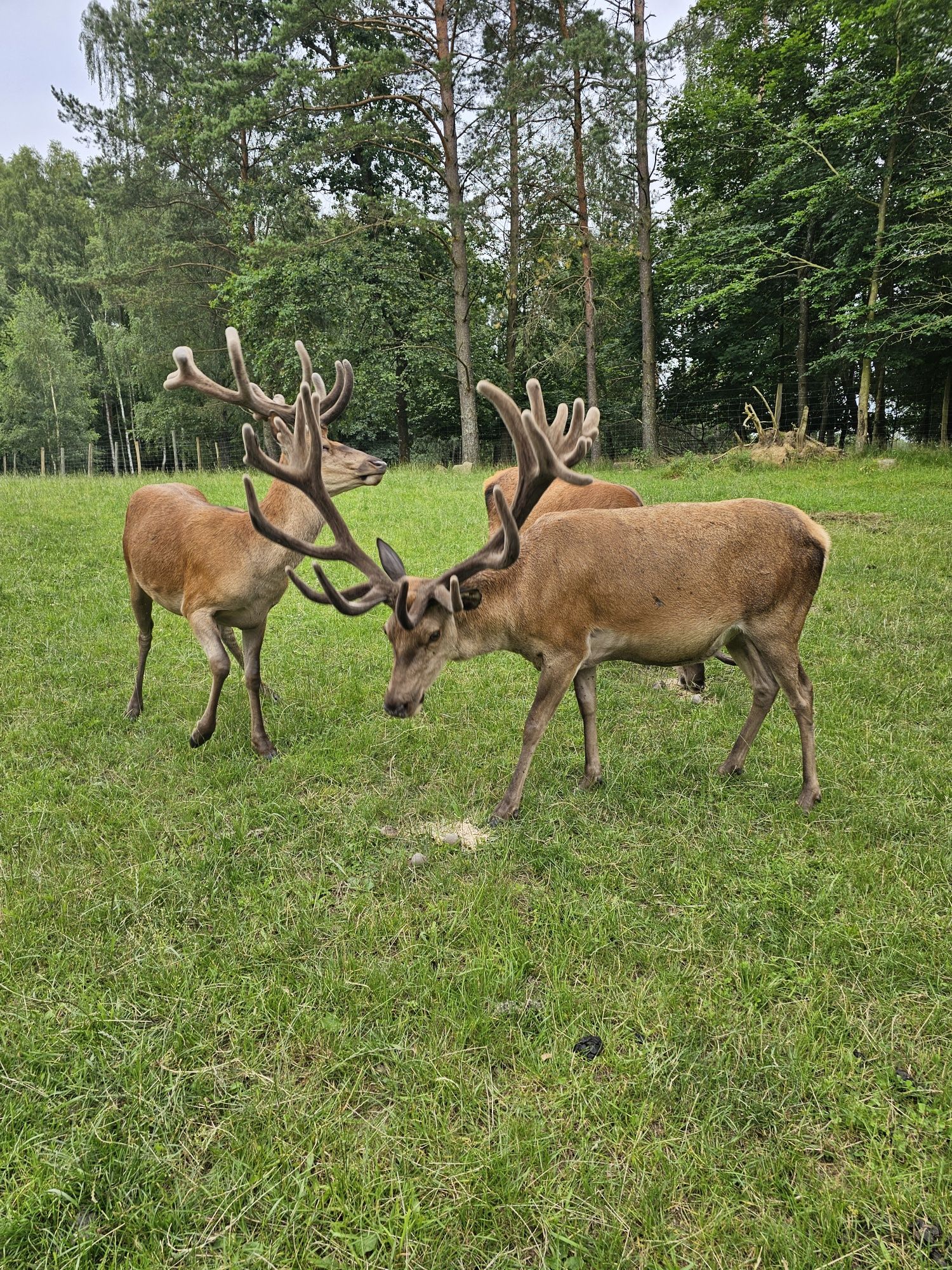 Jeleń Europejski