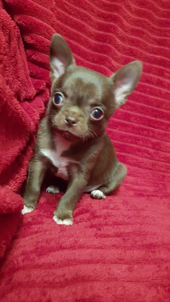 Pieski Chihuahua