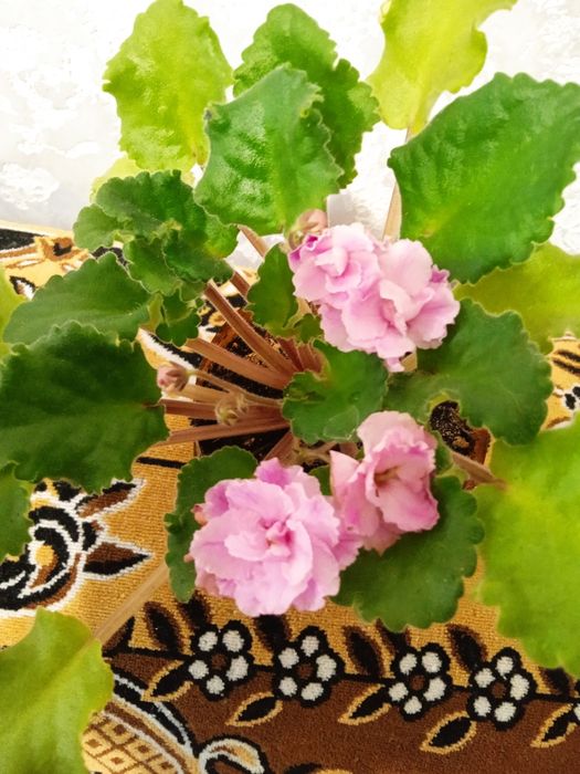 Алое лекарственный и другие