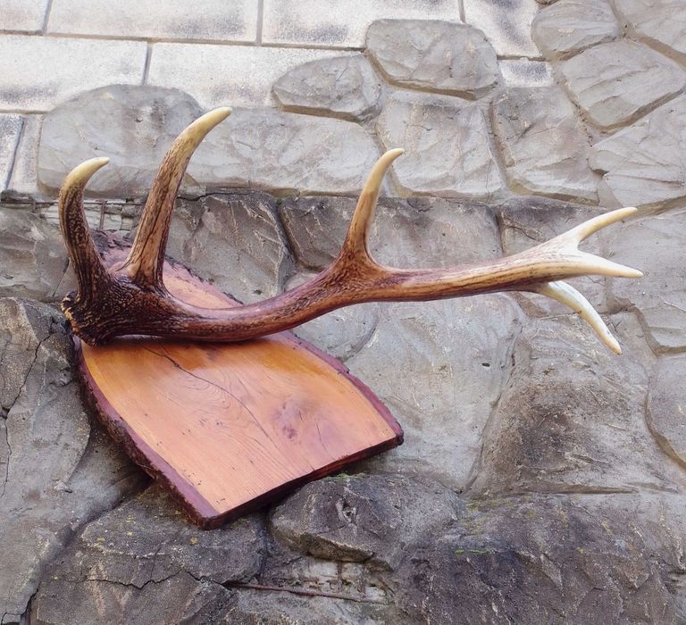 Рога оленя для інтер'єру.