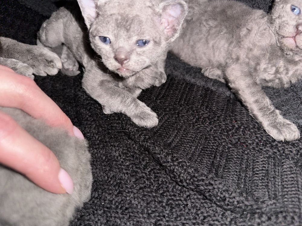 Kocurek Devon Rex