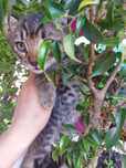 Котята даром в добрые руки