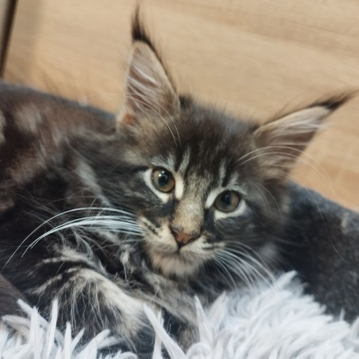 Chłopczyk Maine Coon