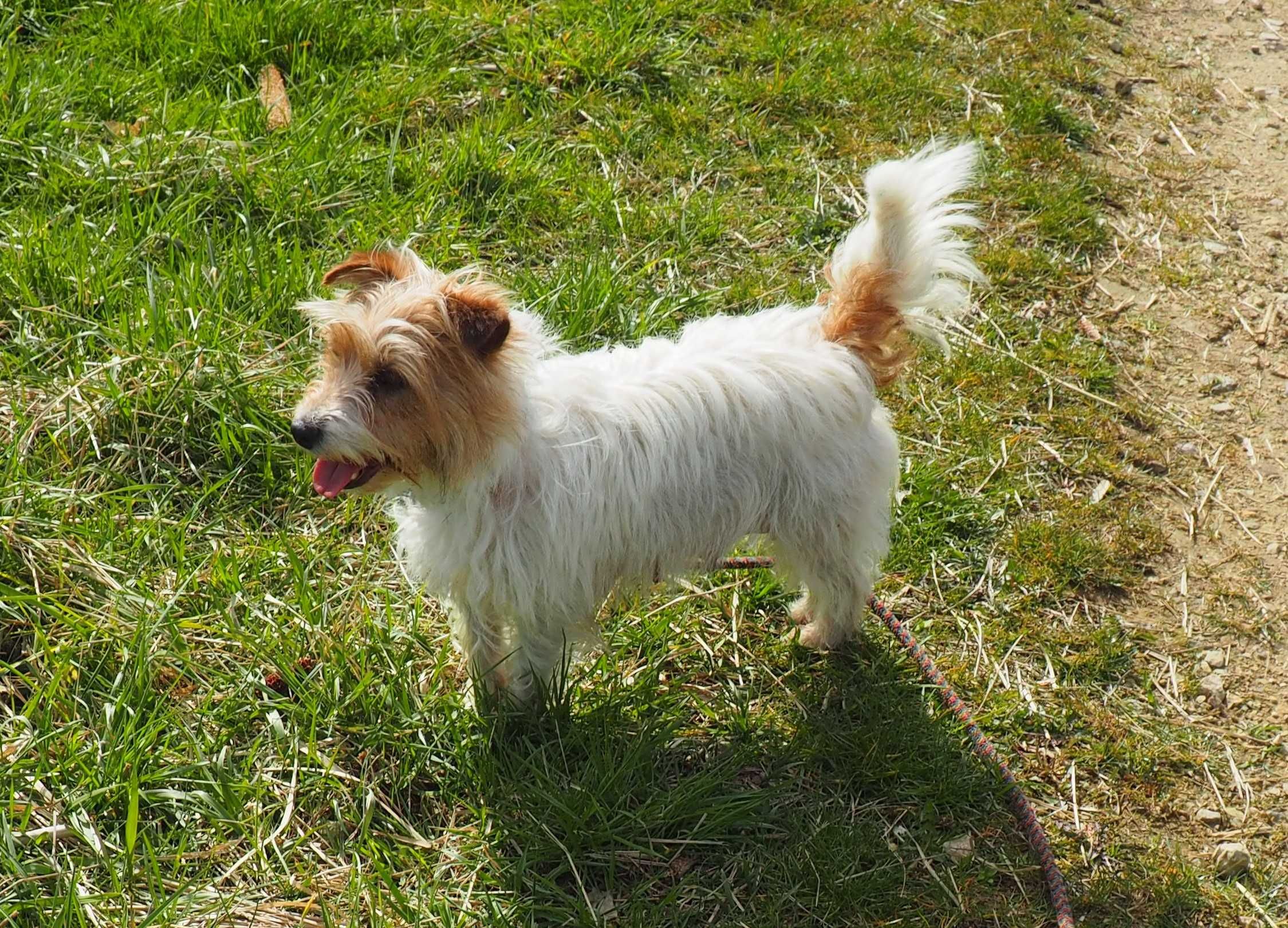 Jack Russell Terrier piesek tricolor sierść złamana DOLAR