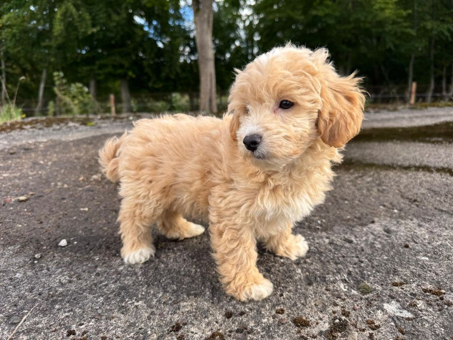maltipoo szczeniak