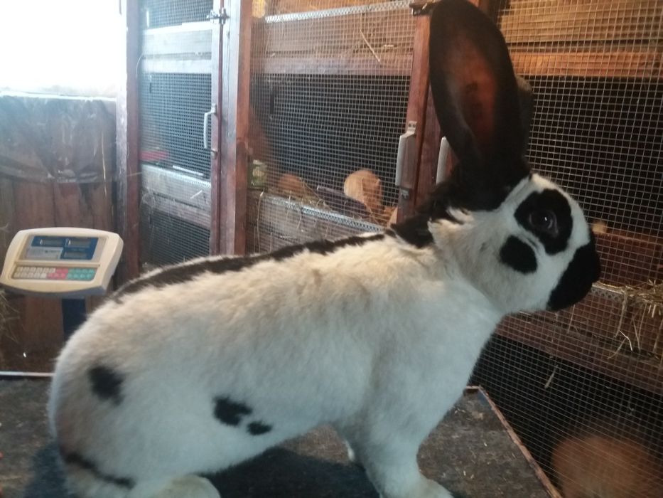 Немецко НПВ строкач продається