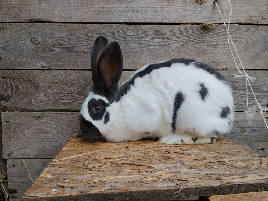 Samiec Olbrzym srokacz niebieski