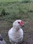 Koguty mix, araucana i marans, kaczory biegusy