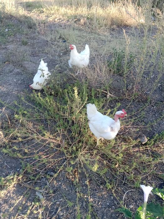Vendo ovos galados de galinha branca portuguesa