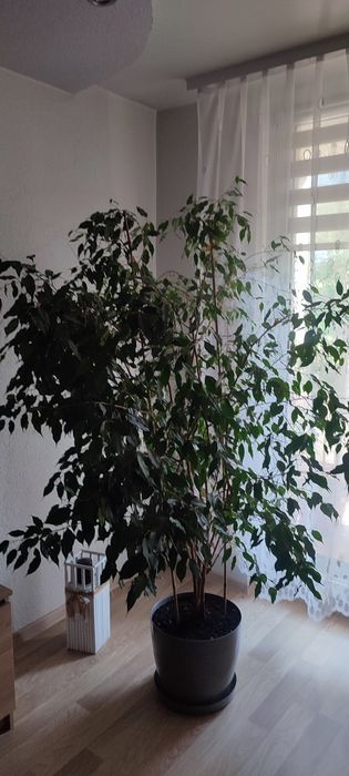 Benjamin fikus  w donicy