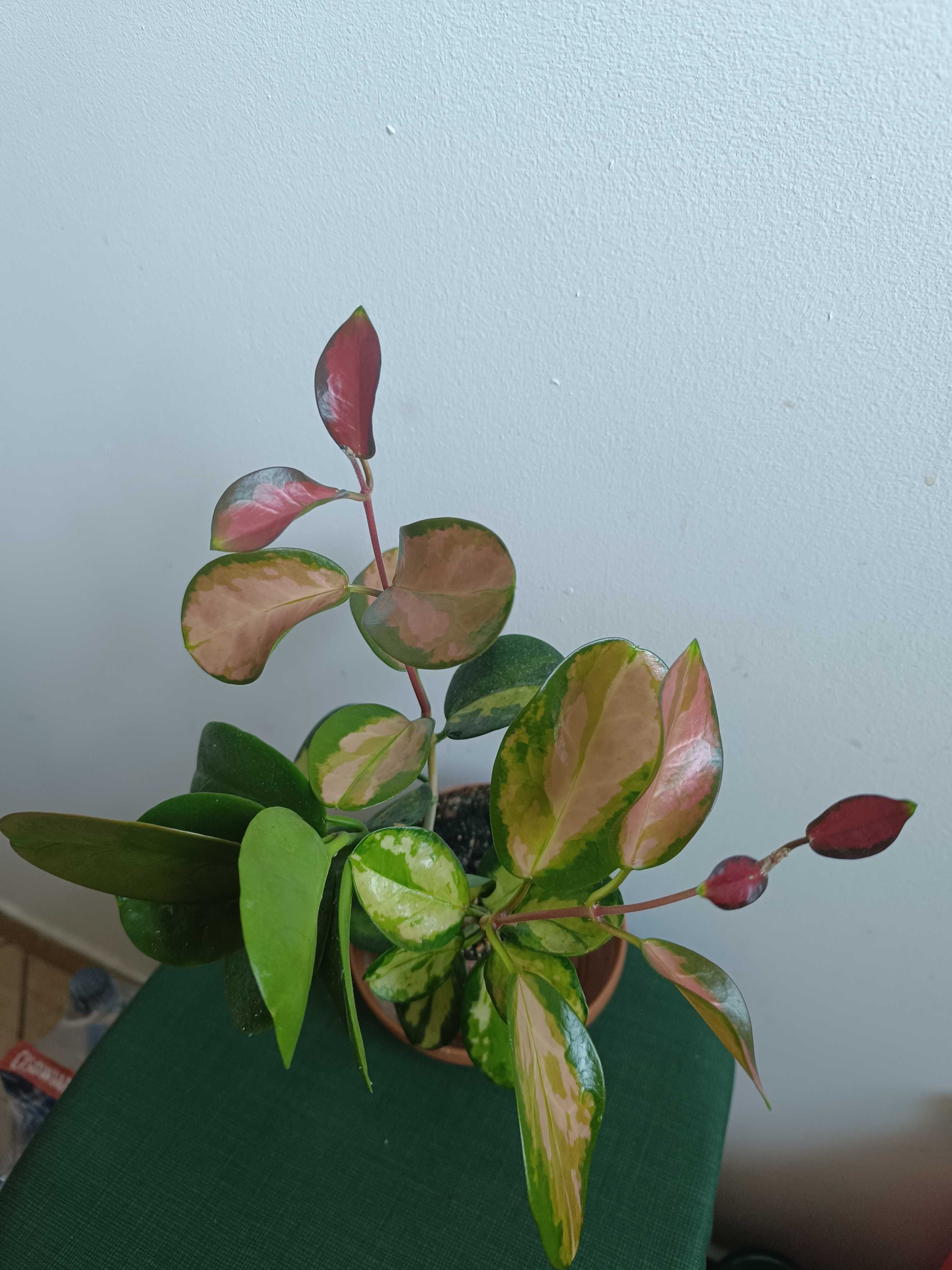 Hoya australis Lisa trójpędowa